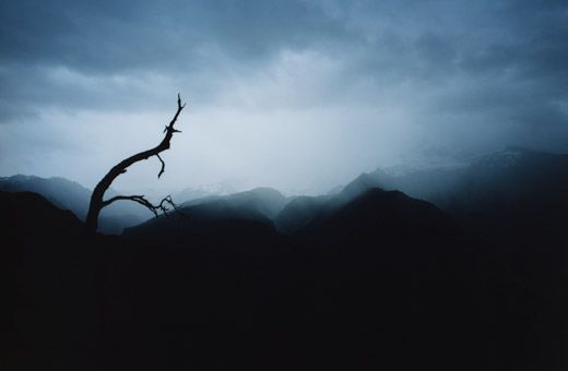 Black branch