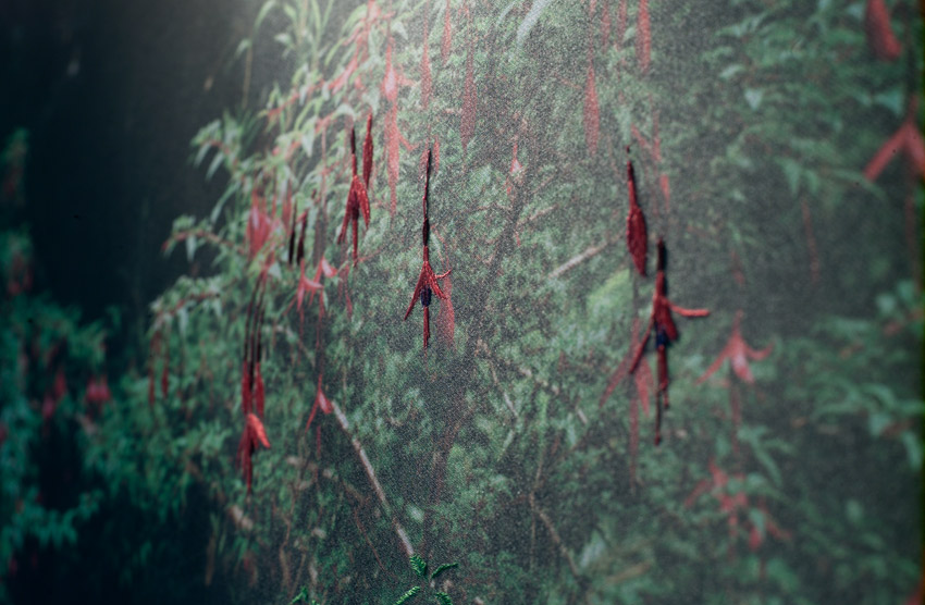 Fuchsia