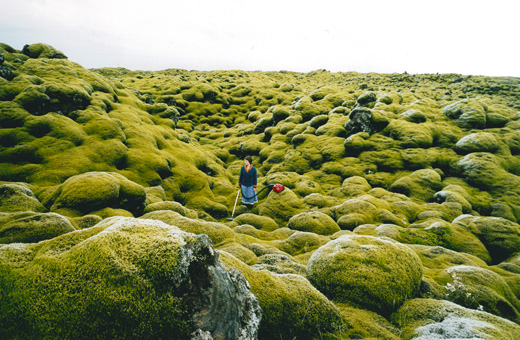 workers_moss